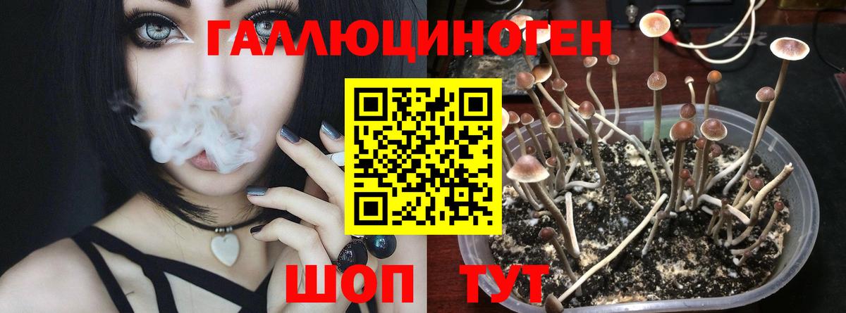 Псилоцибиновые грибы GOLDEN TEACHER  Алейск 